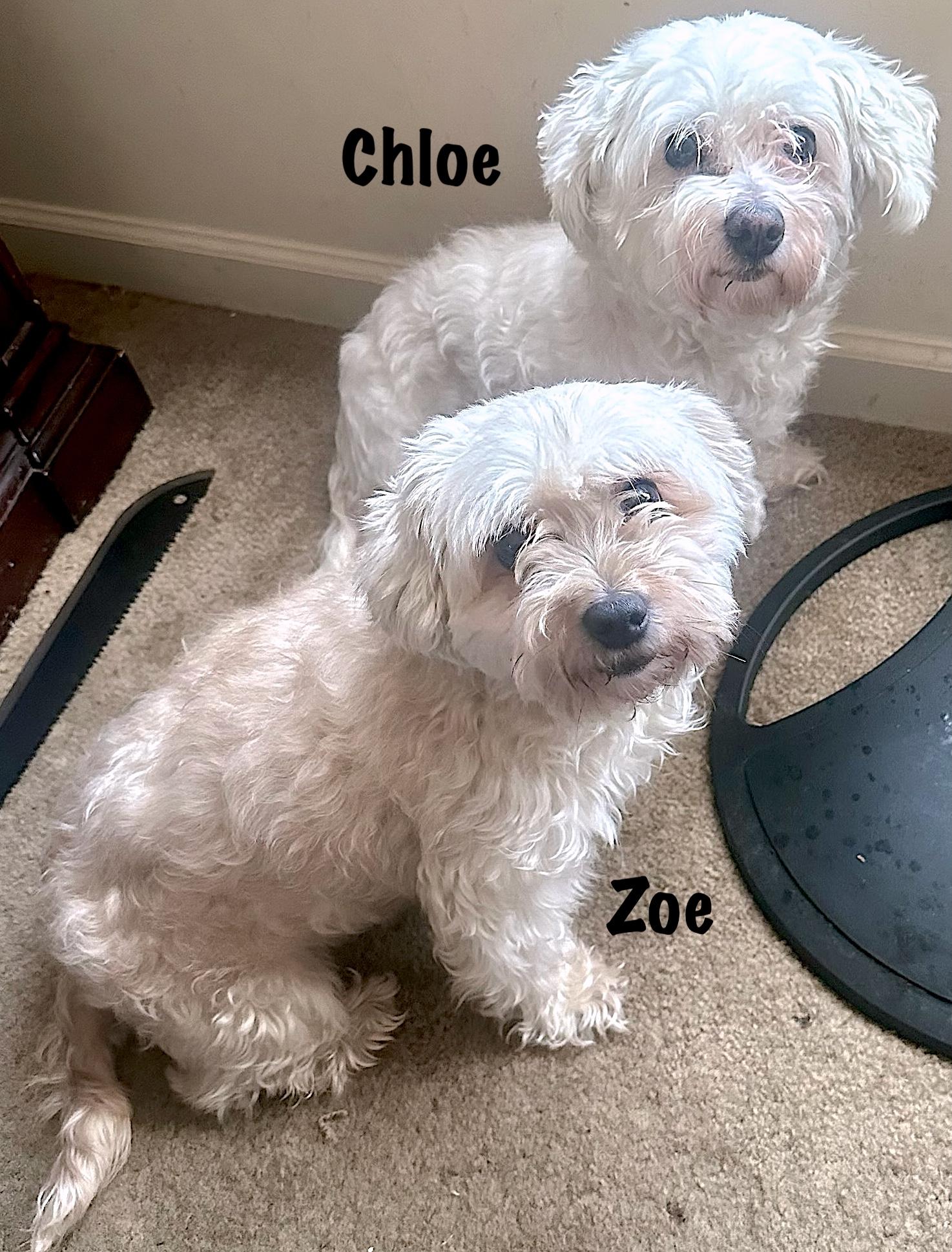 Chloe (12) and Zoe (5) Bonded Pair, Adopted, Adult Female Bichon Frise.