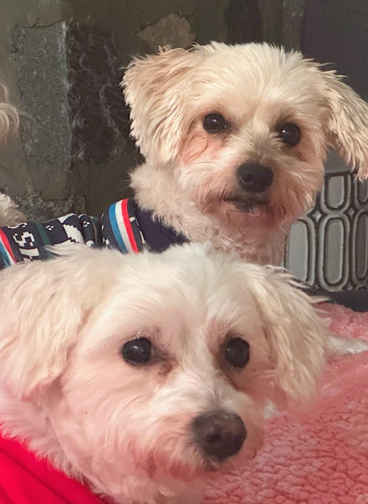 Enlarge Chloe (12) and Zoe (5) Bonded Pair, a Adopted mixed breed in Newton, NJ image 2/3