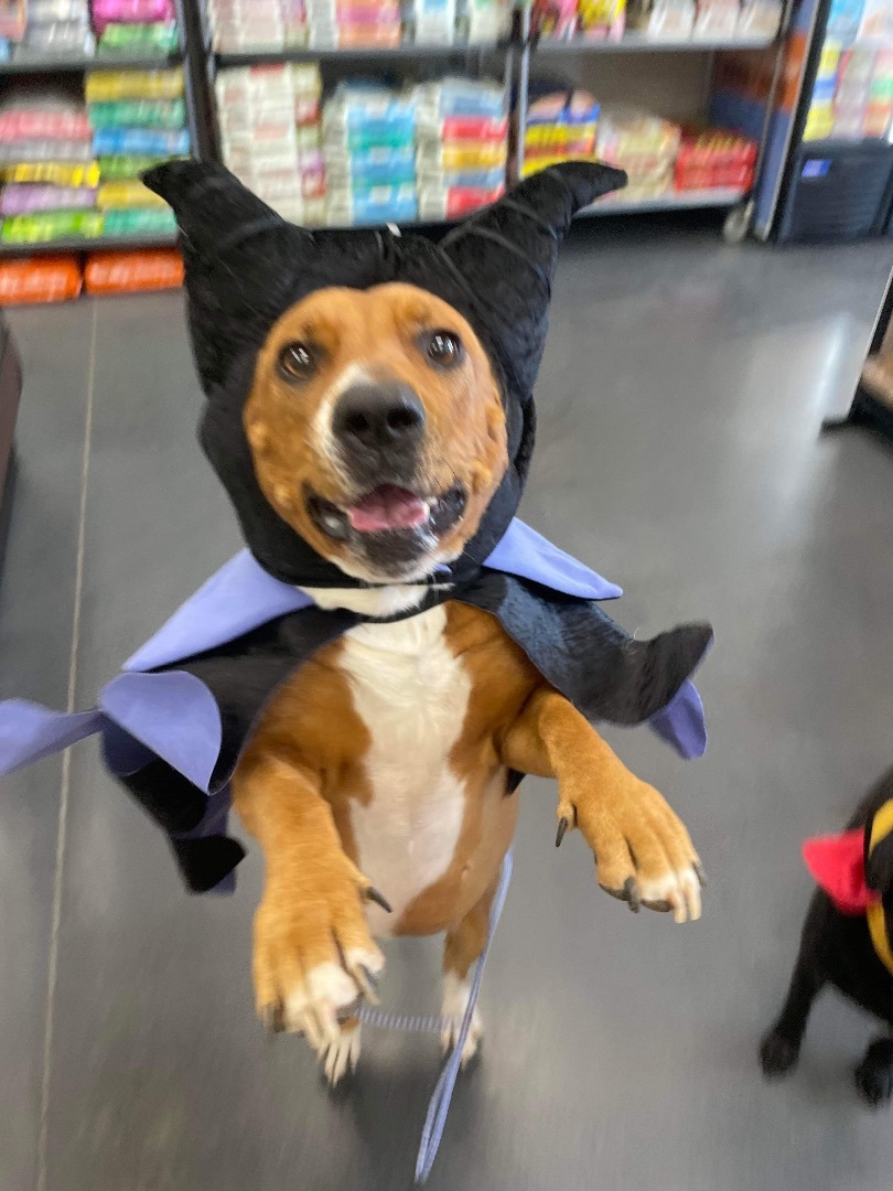 Zoe, Adoptable, Young Female Retriever.