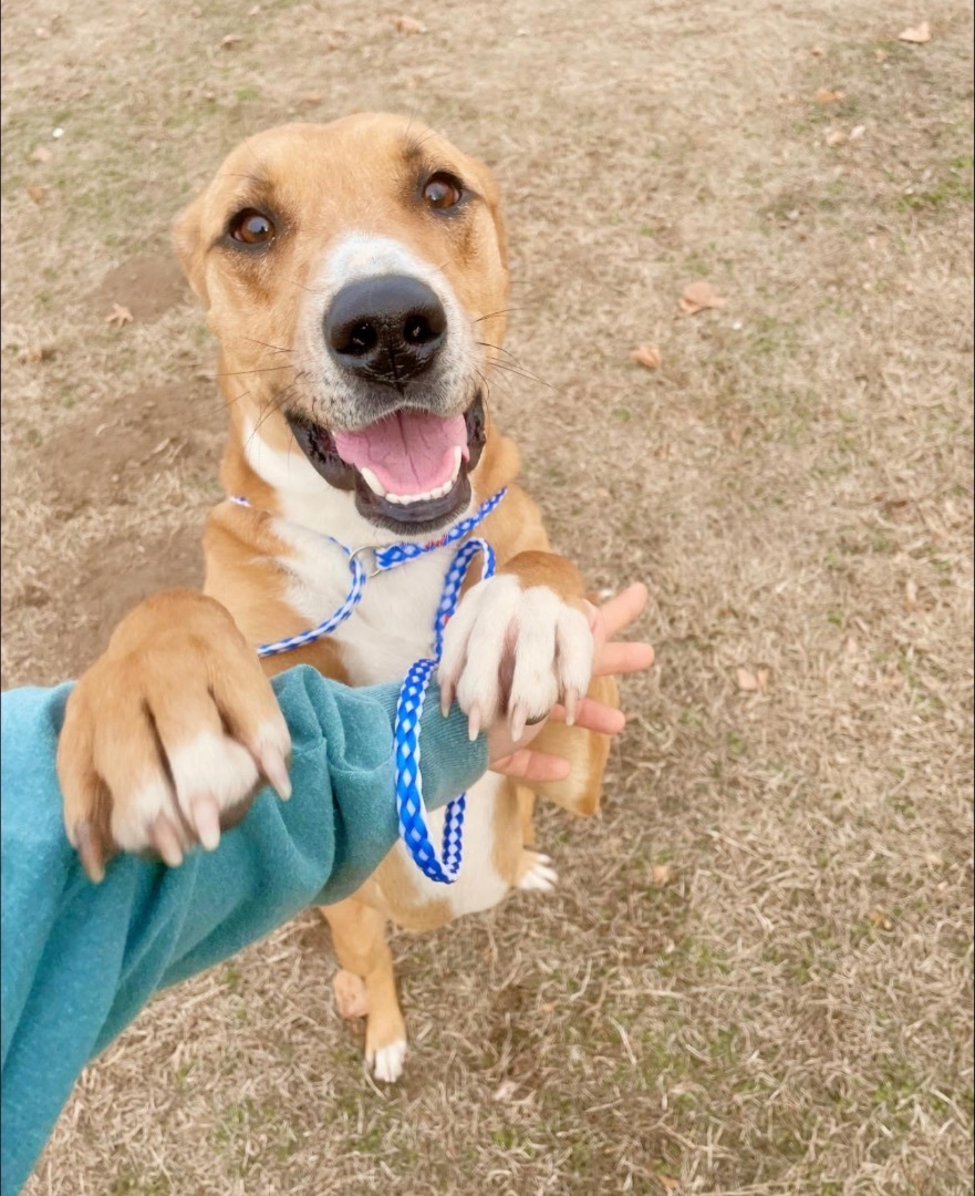 Zoe, a Adoptable mixed breed in Bixby, OK image 2/8