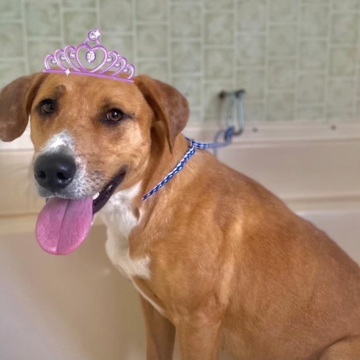 Zoe, a Adoptable mixed breed in Bixby, OK image 3/8