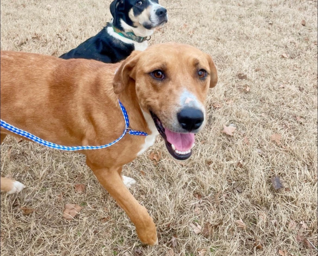 Zoe, a Adoptable mixed breed in Bixby, OK image 4/8