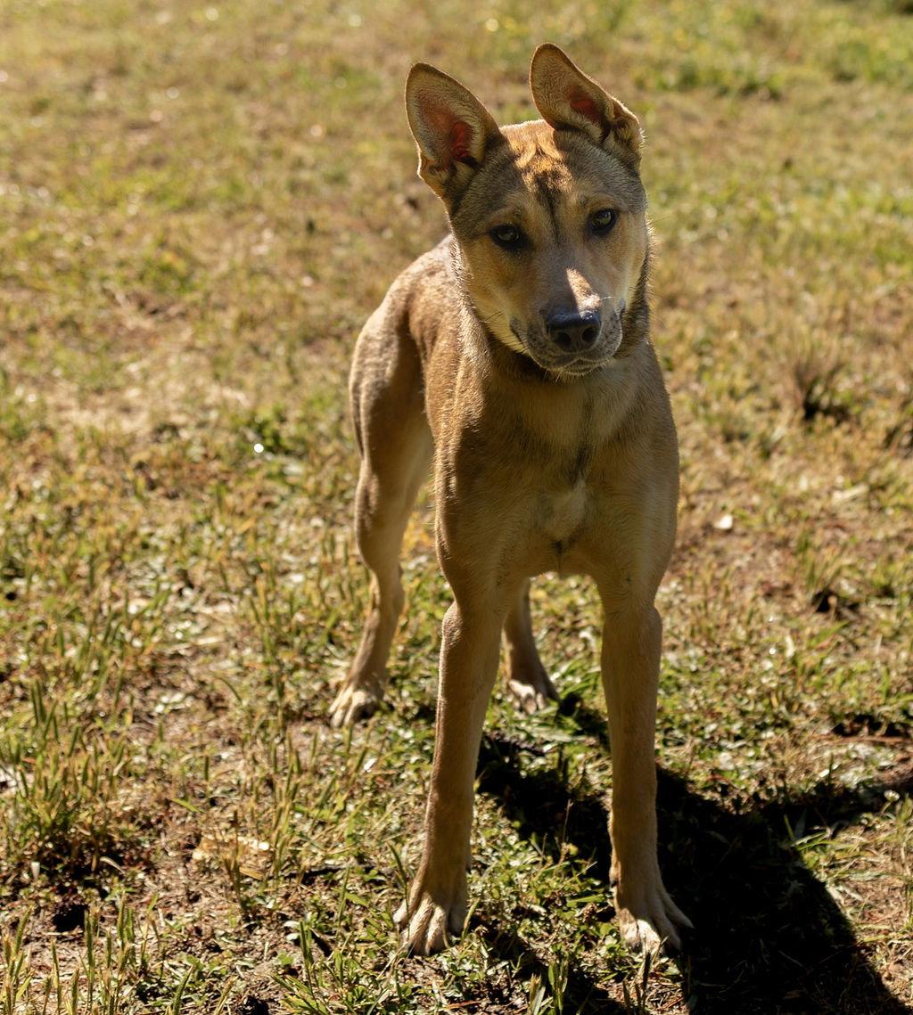 Enlarge Lilly, a Adopted Mixed Breed in Durham, NC image 1/1