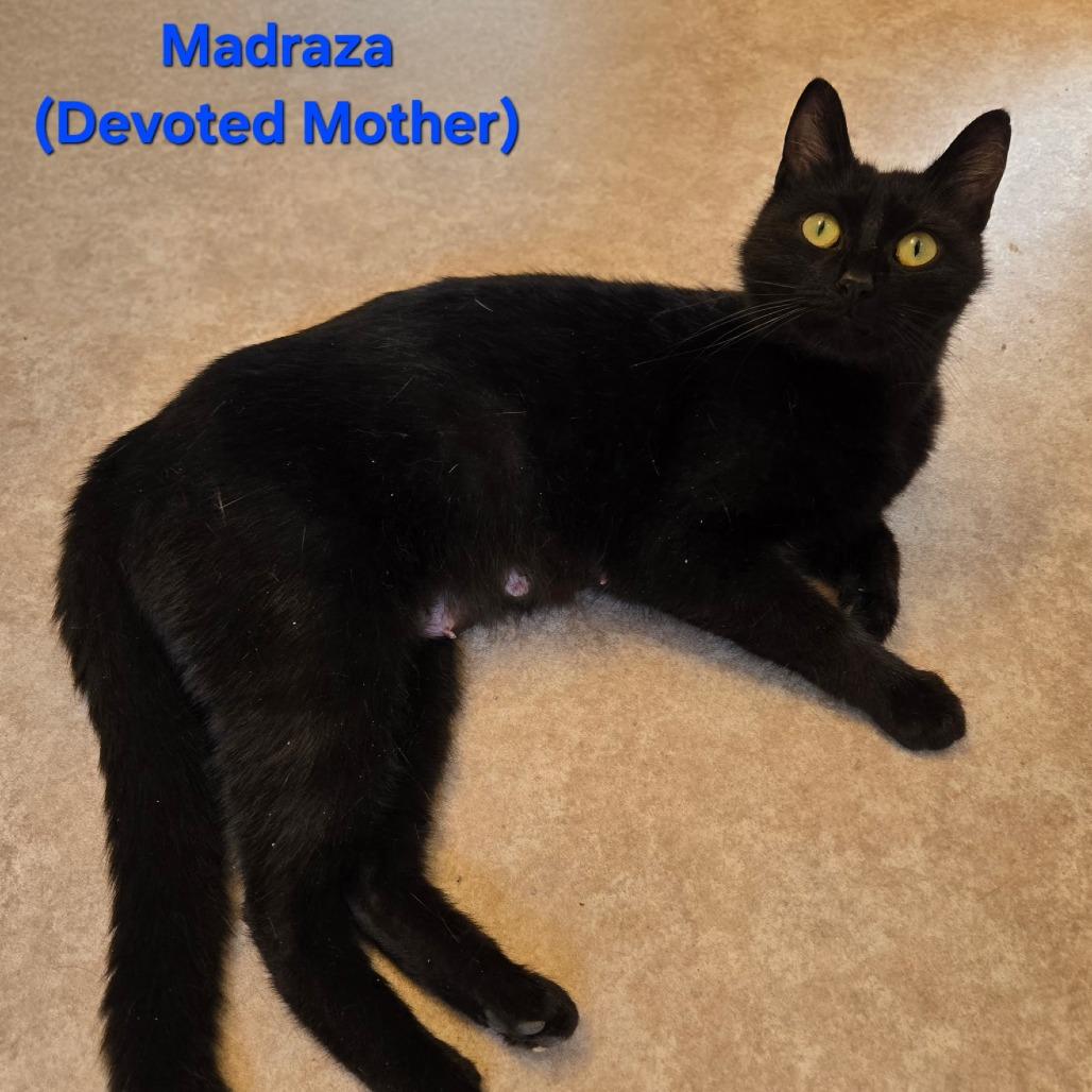 Madraza, Adoptable, Adult Female Domestic Short Hair.