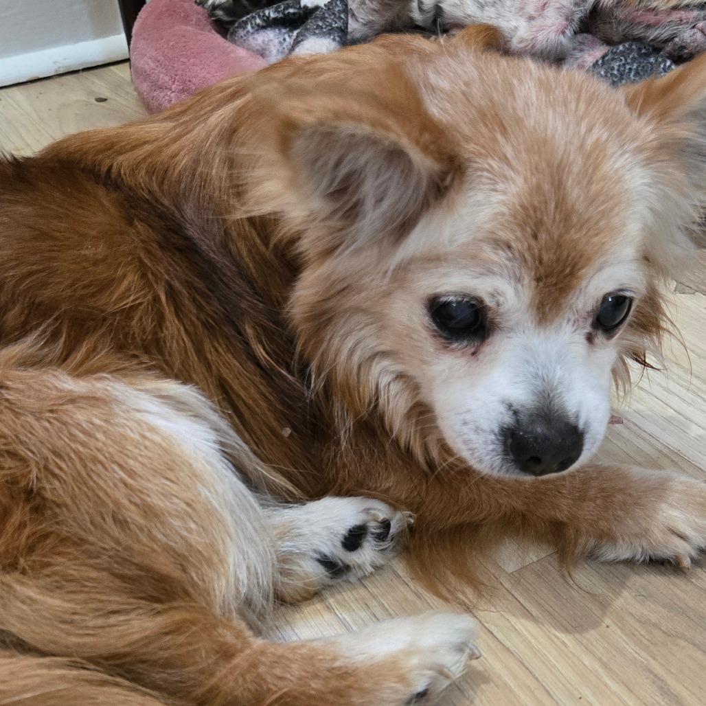 Baco FKA Taco, Adoptable, Senior Male Chihuahua.