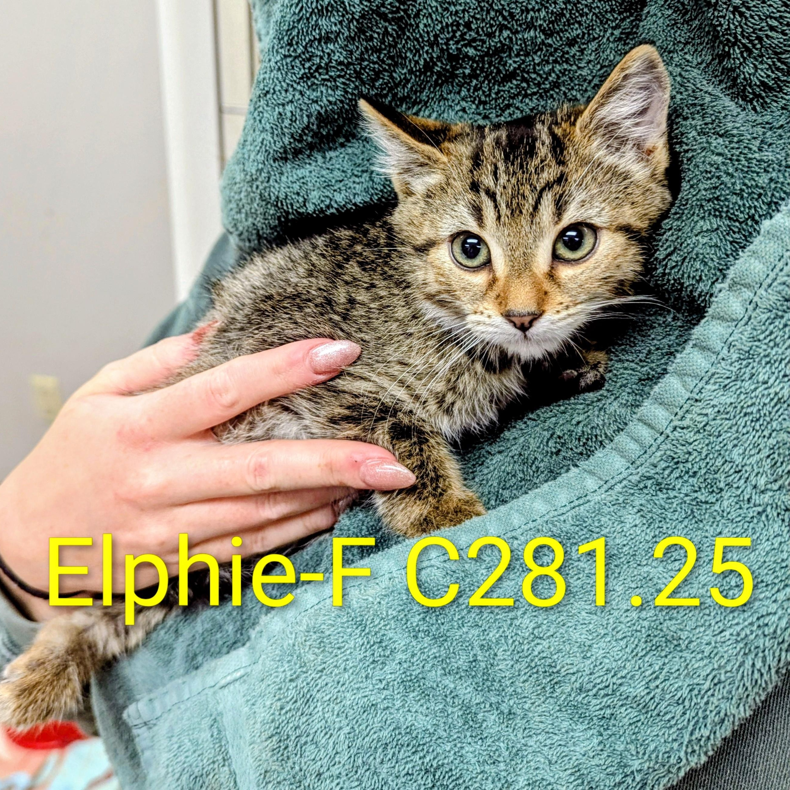 Foster Elphie, Adoptable, Kitten Female Domestic Short Hair & Tiger.