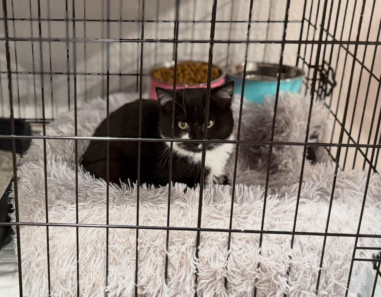 Enlarge Cookie, an adopted Domestic Medium Hair in OLEAN, NY image 1/1