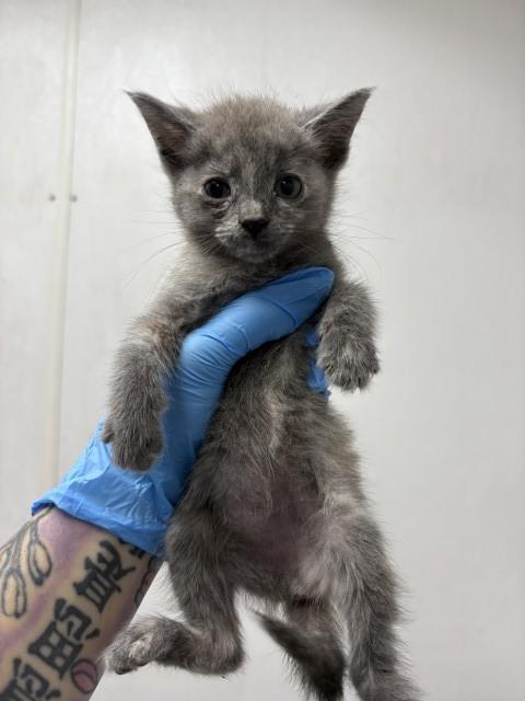 EUGENIA, Adoptable, Young Female Domestic Short Hair.