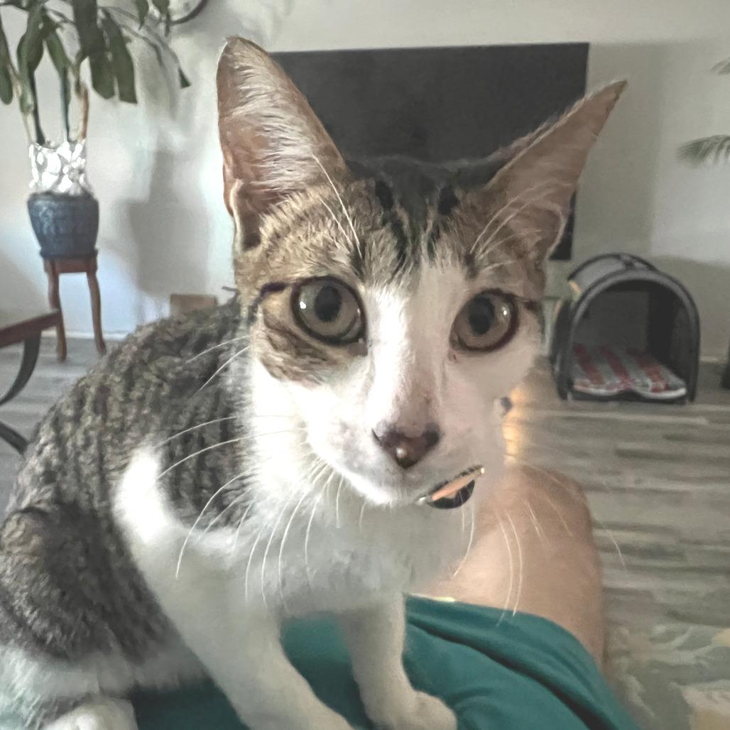 Sparky, Adoptable, Young Male Domestic Short Hair.