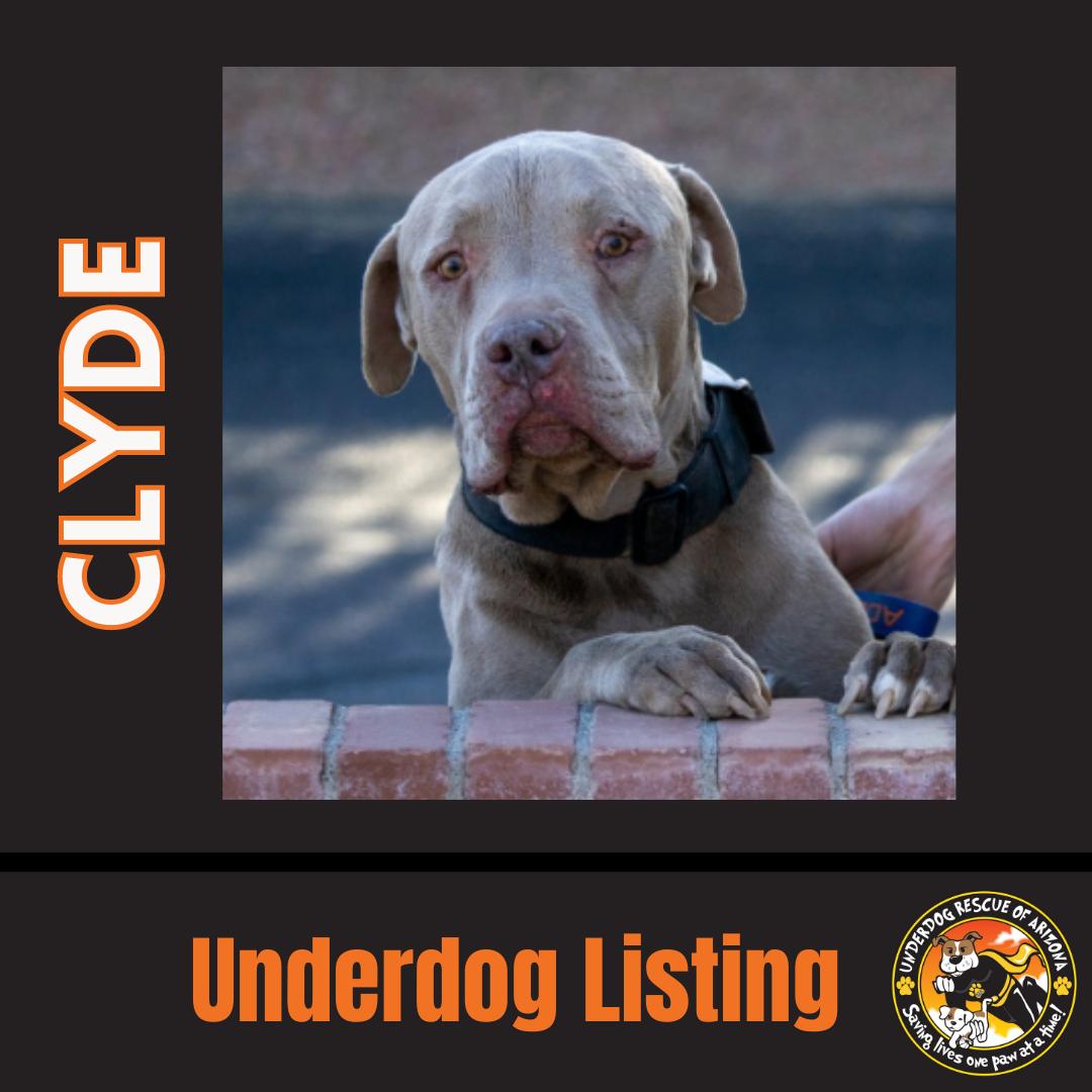 Enlarge CLYDE #3, a Adopted mixed breed in Chandler, AZ image 1/3