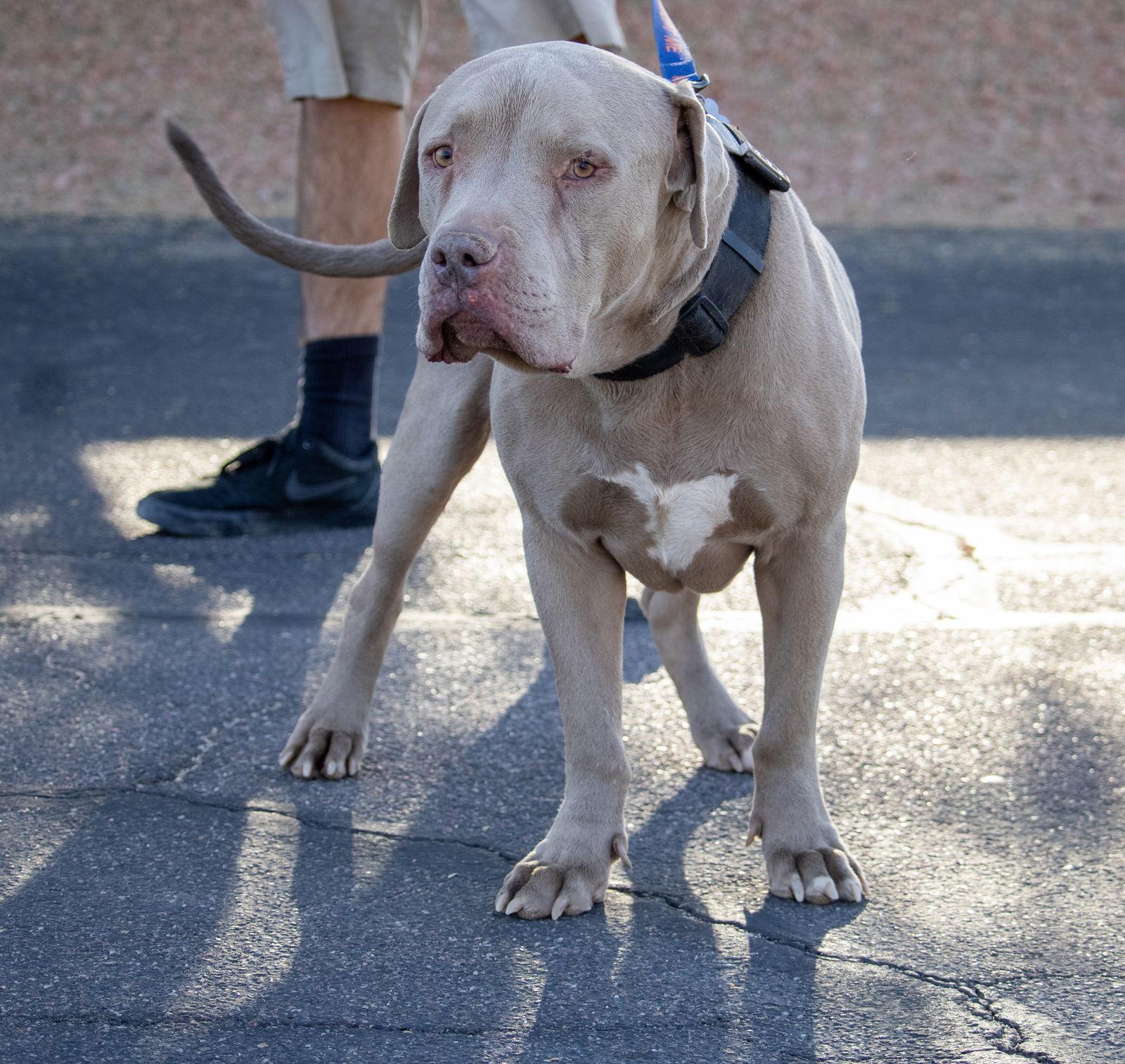 Enlarge CLYDE #3, a Adopted mixed breed in Chandler, AZ image 3/3
