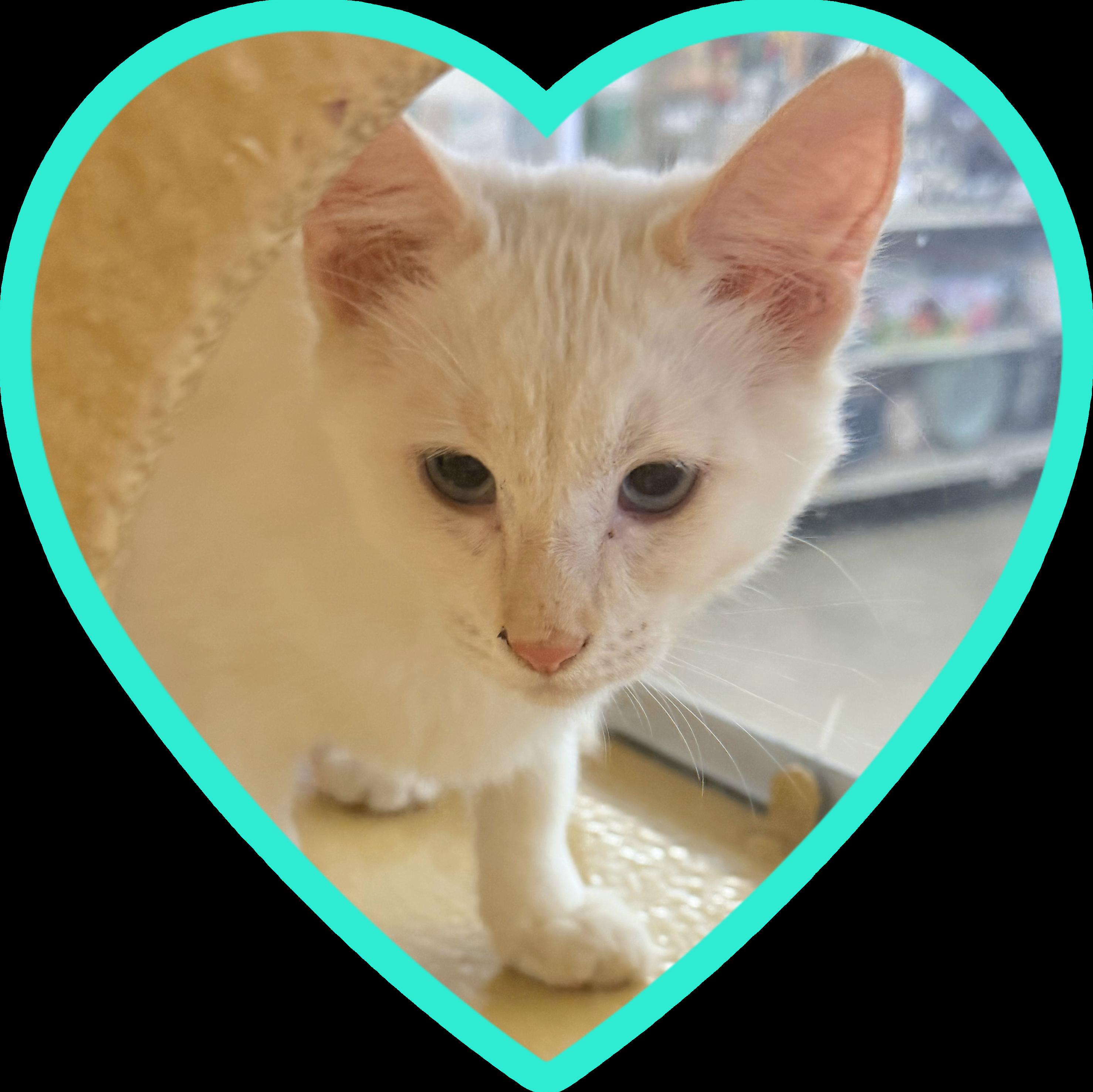 Enlarge Mik, a Adoptable mixed breed in Albuquerque, NM image 3/4