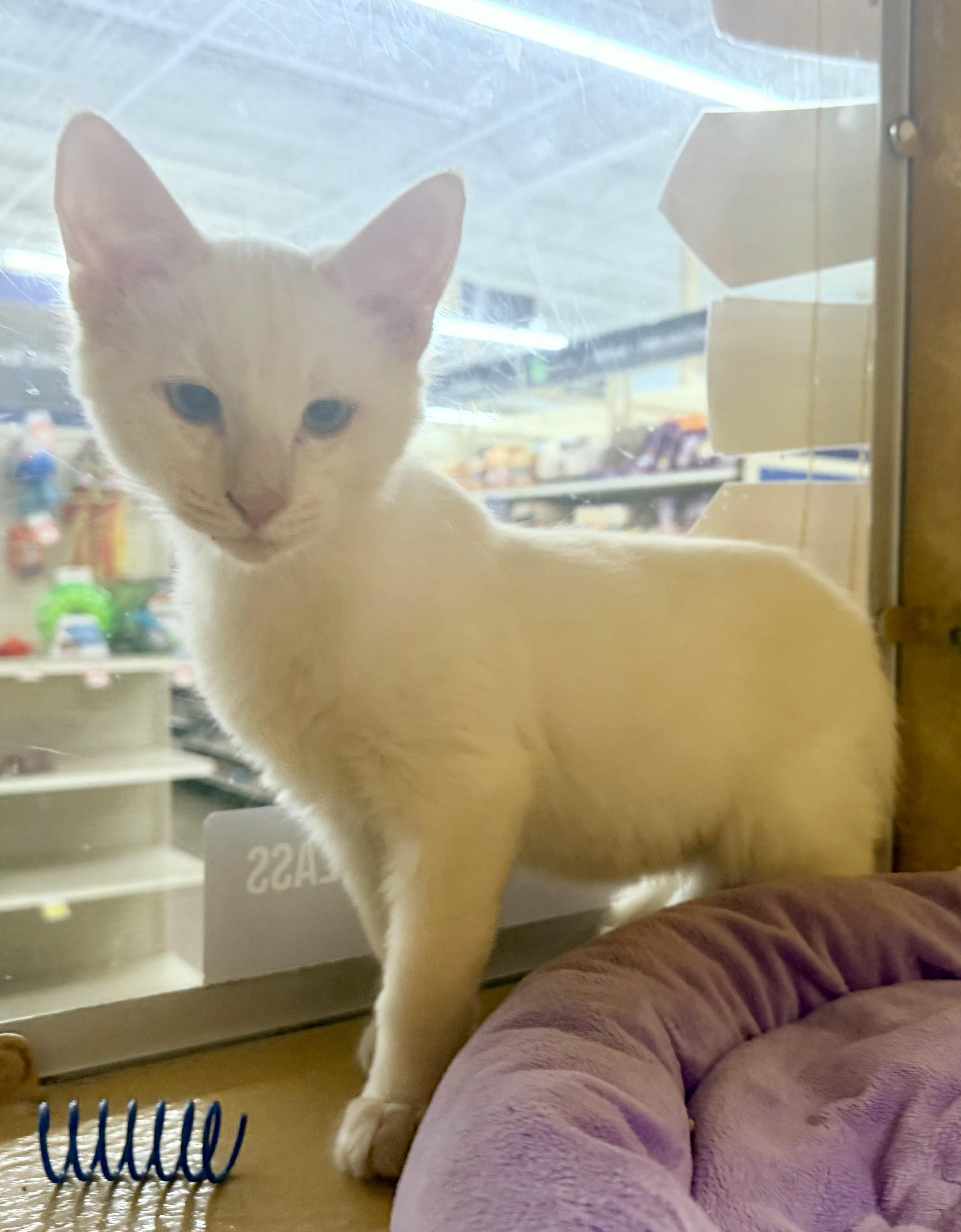 Enlarge Mik, a Adoptable mixed breed in Albuquerque, NM image 2/4