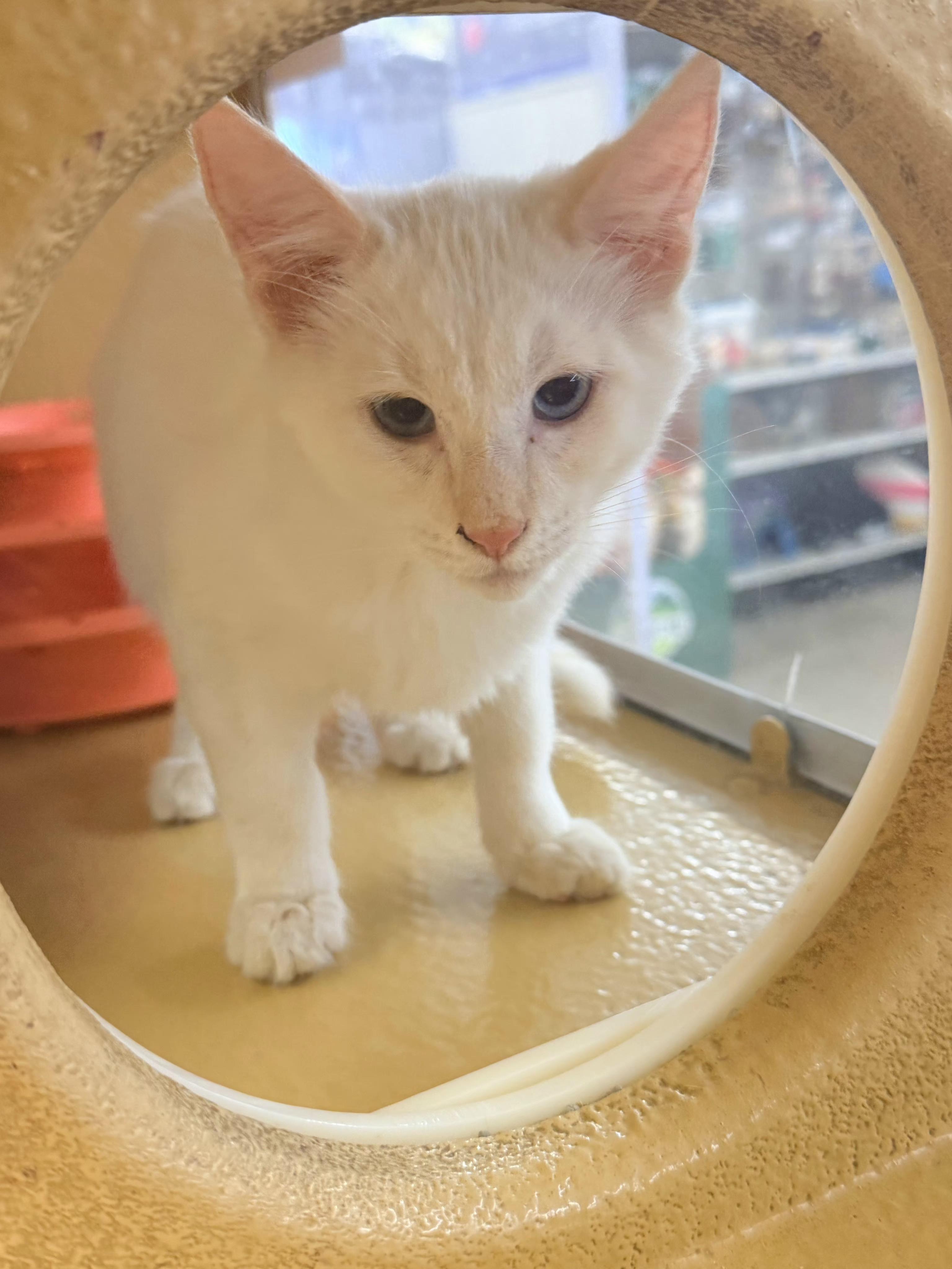 Enlarge Mik, a Adoptable mixed breed in Albuquerque, NM image 1/4