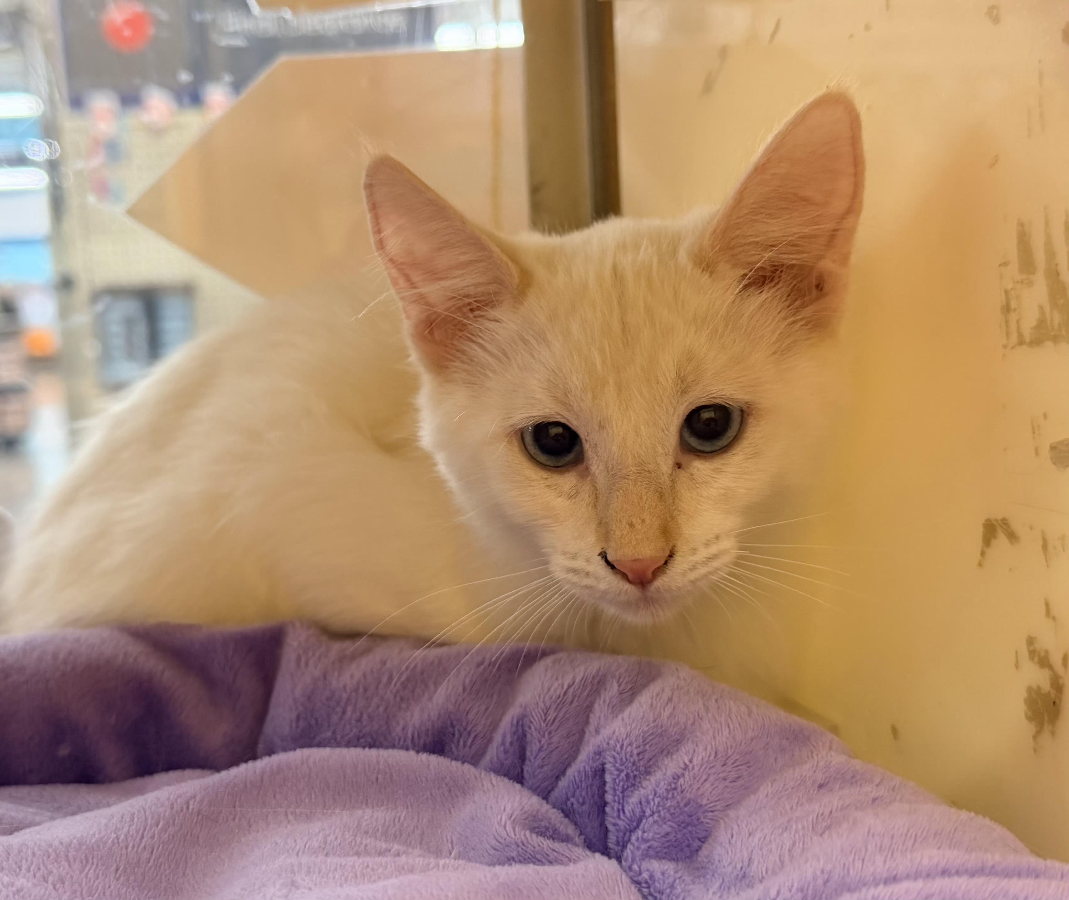 Enlarge Mik, a Adoptable mixed breed in Albuquerque, NM image 4/4