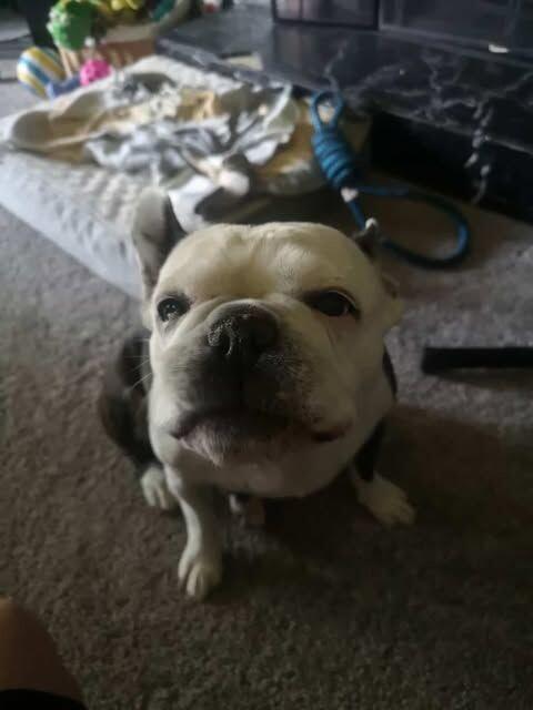 Karma, an adoptable Mixed Breed in Exshaw, AB, T0L 2C0 | Photo Image 1