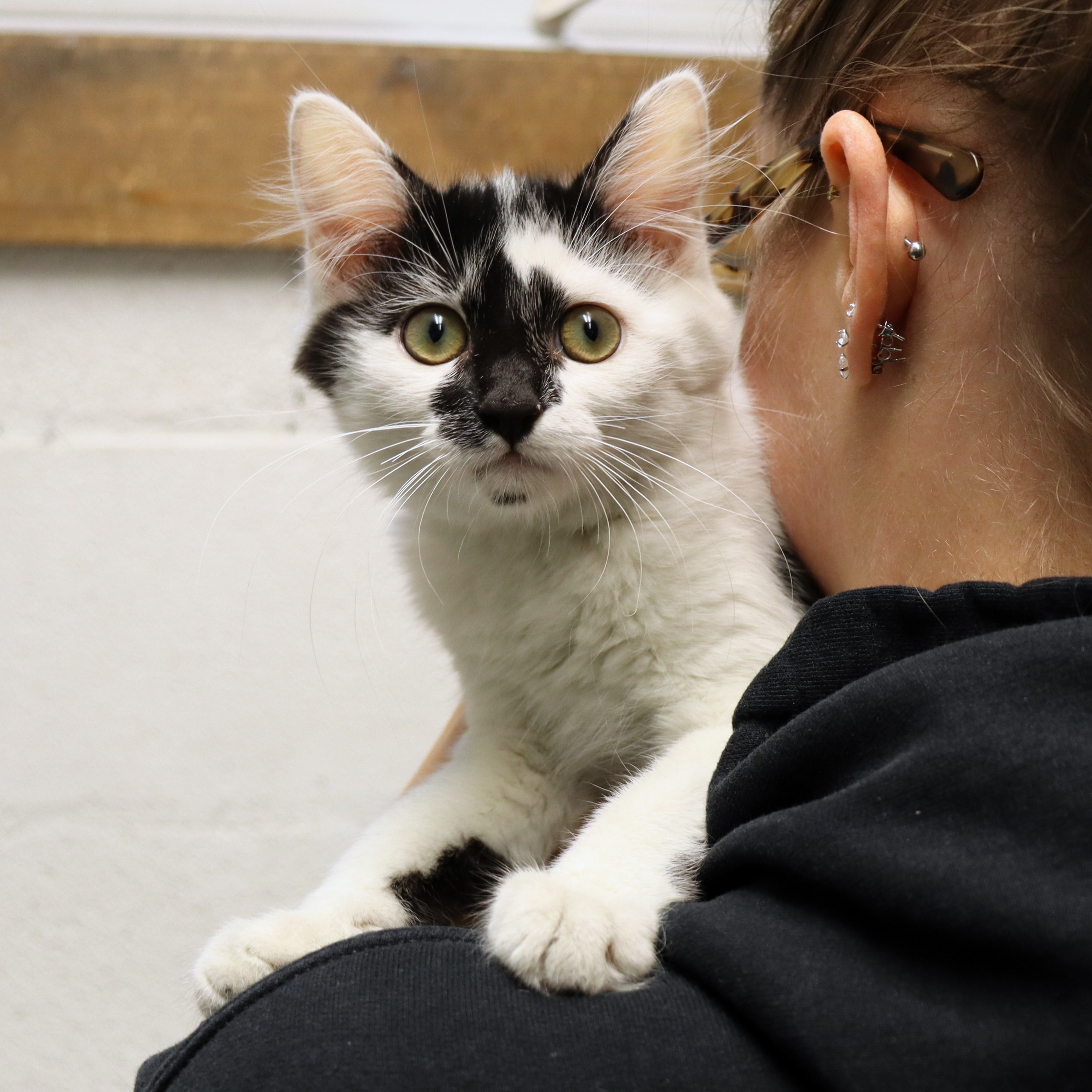 Cat for adoption Jelly Bean, a Domestic Long Hair in Beacon, NY