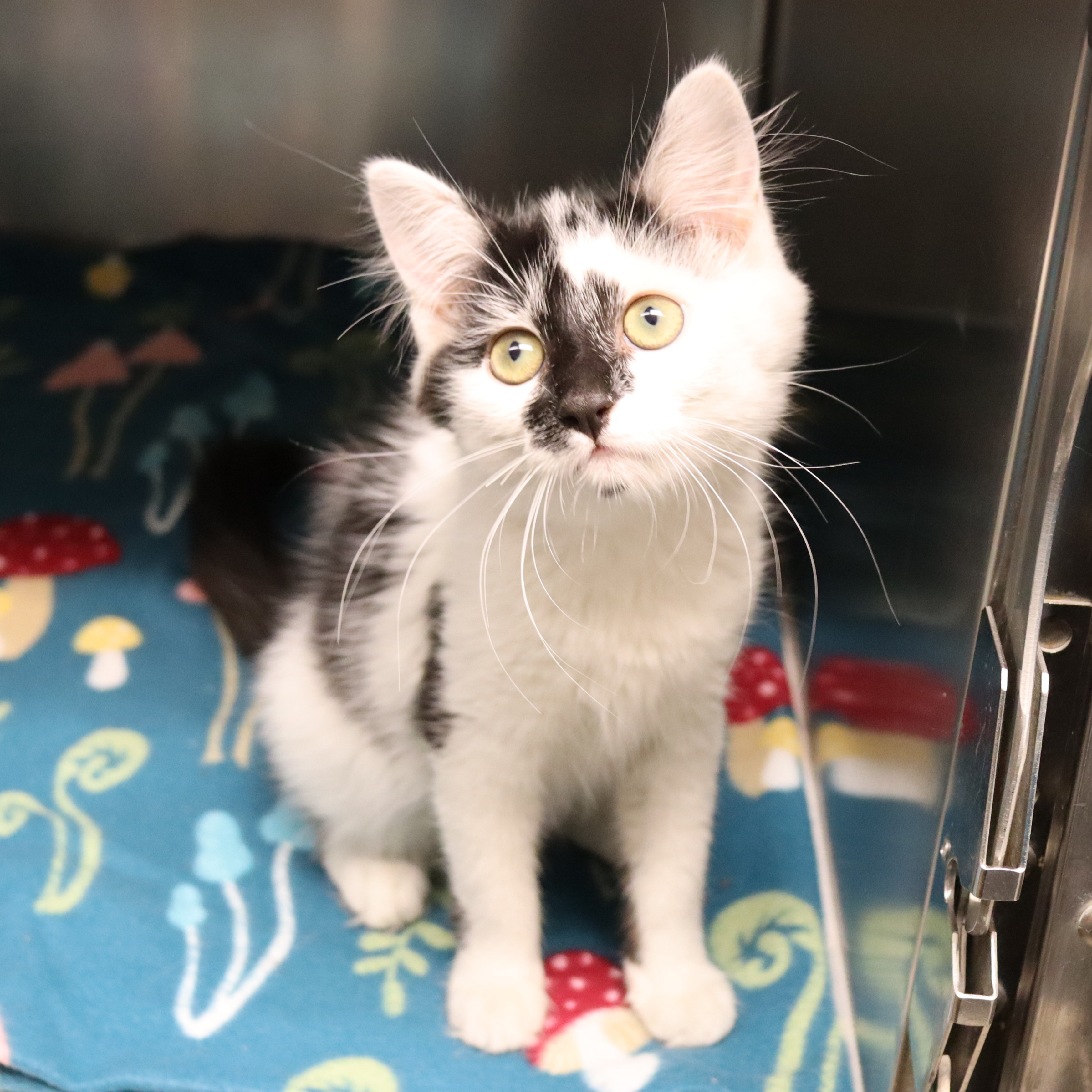 Cat for adoption Jelly Bean, a Domestic Long Hair in Beacon, NY