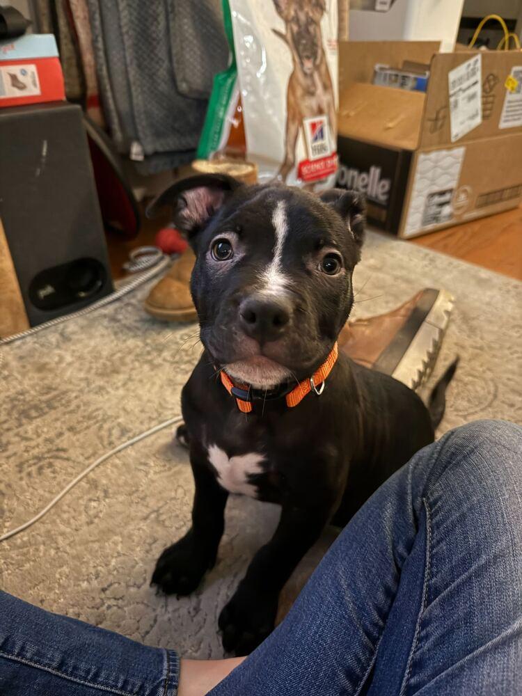 Squeak, Adoptable, Puppy Male Mixed Breed.