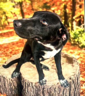 Enlarge Ziva, a Adoptable Black Labrador Retriever in Ventura, CA image 1/1