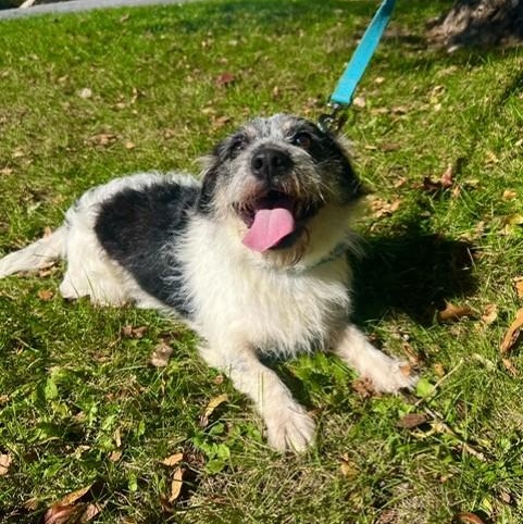 Enlarge Otto, a Adoptable mixed breed in Williston, VT image 2/4