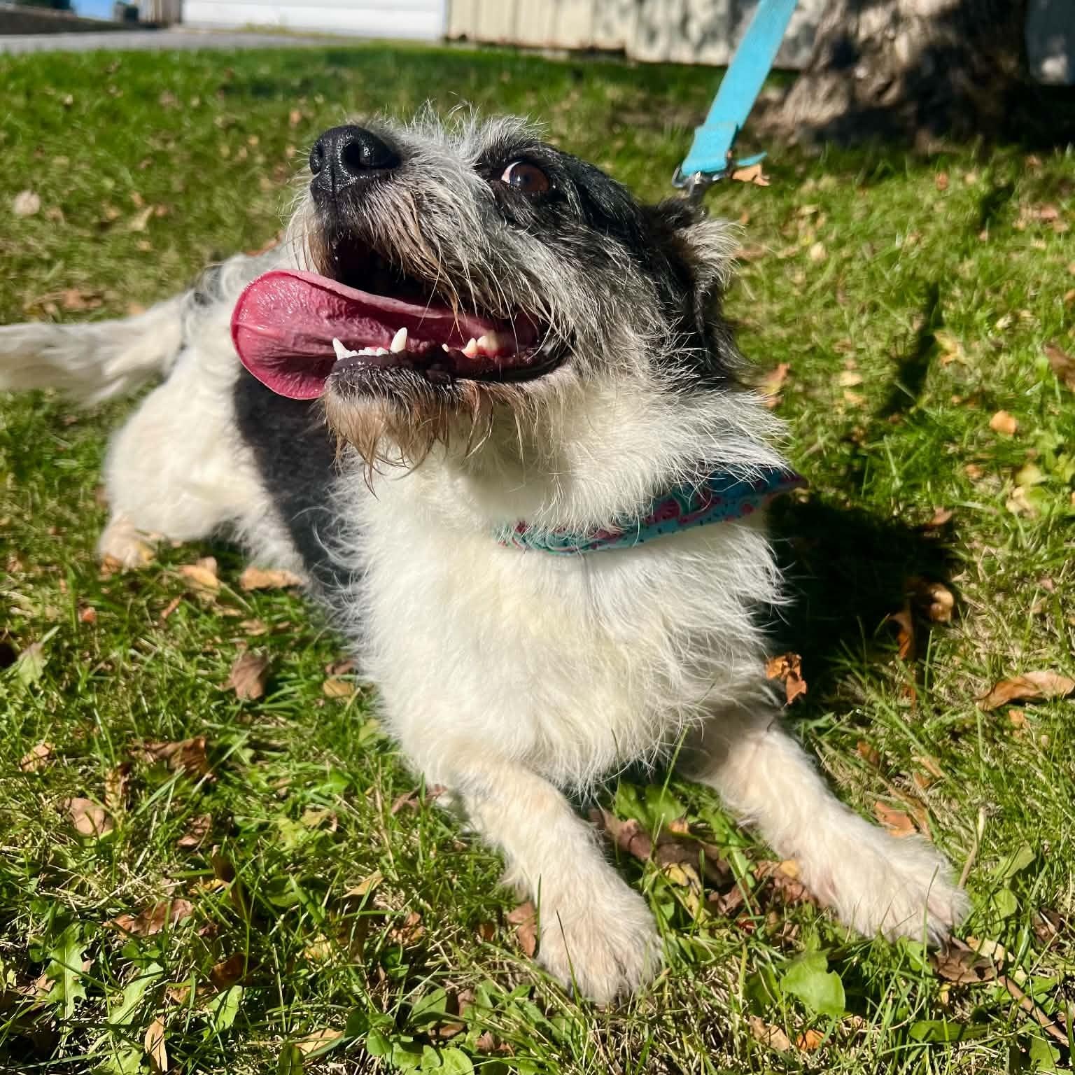 Enlarge Otto, a Adoptable mixed breed in Williston, VT image 4/4