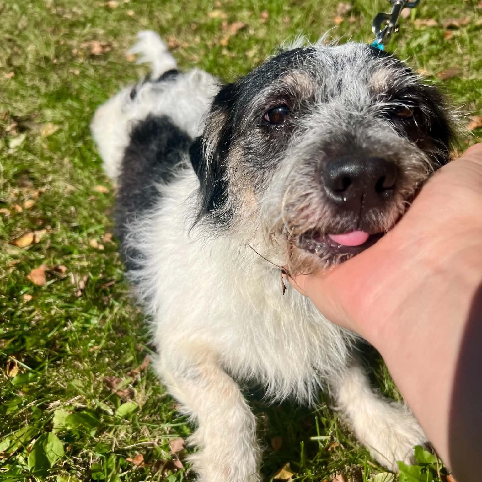 Enlarge Otto, a Adoptable mixed breed in Williston, VT image 3/4