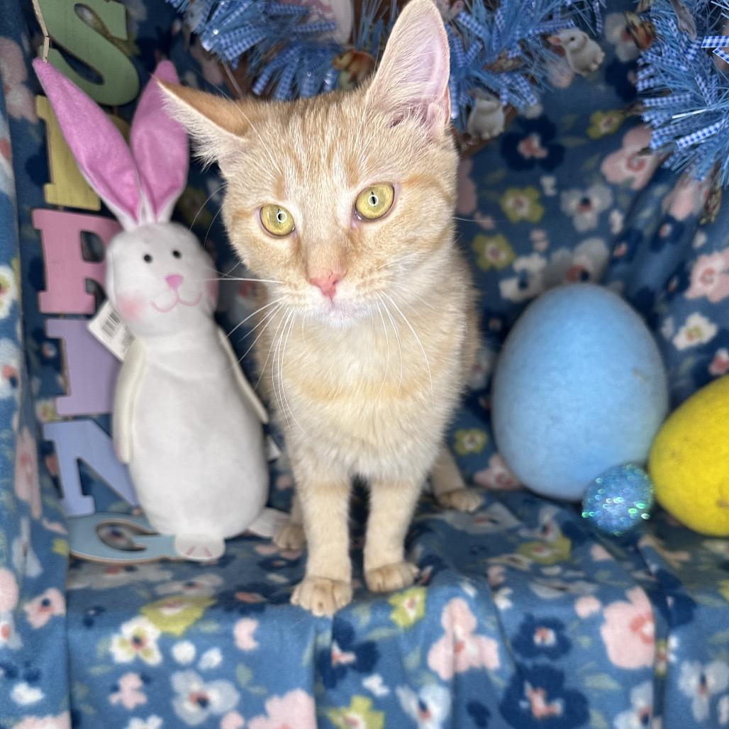 Enlarge Faith, a Adoptable mixed breed in Mount Vernon, IL image 1/6