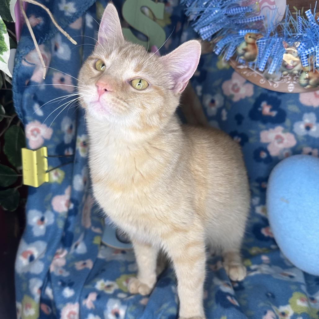 Enlarge Faith, a Adoptable mixed breed in Mount Vernon, IL image 2/6