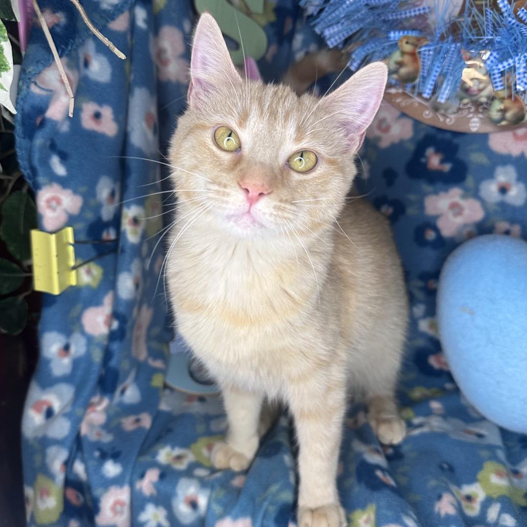 Enlarge Faith, a Adoptable mixed breed in Mount Vernon, IL image 3/6