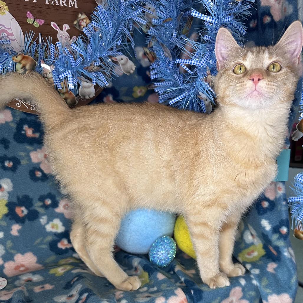 Enlarge Faith, a Adoptable mixed breed in Mount Vernon, IL image 4/6