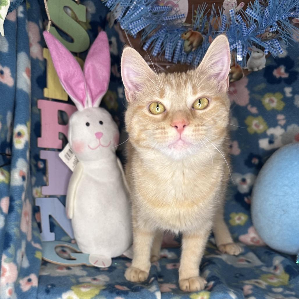 Enlarge Faith, a Adoptable mixed breed in Mount Vernon, IL image 5/6