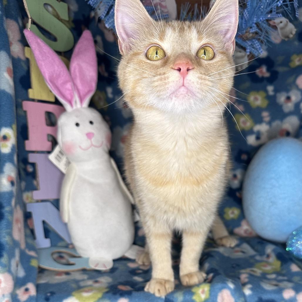 Enlarge Faith, a Adoptable mixed breed in Mount Vernon, IL image 6/6