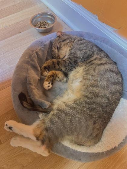 Marlin, Adoptable, Adult Male Domestic Short Hair & Domestic Short Hair.