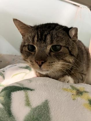 Enlarge Marlin, a Adoptable mixed breed in Columbus, IN image 2/2