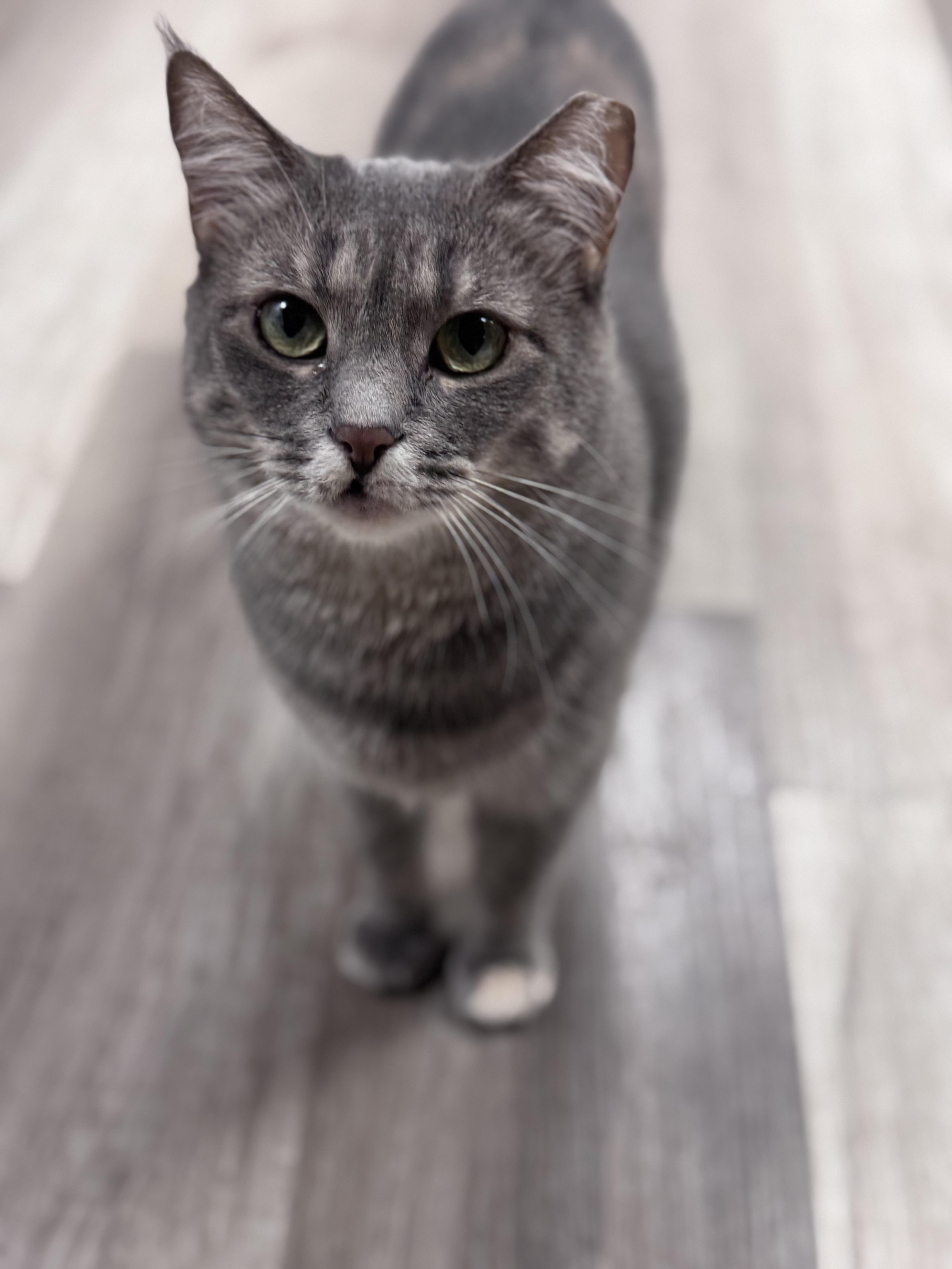 Enlarge Sylvie, a ADOPTABLE Dilute Tortoiseshell in Erie, PA image 3/4