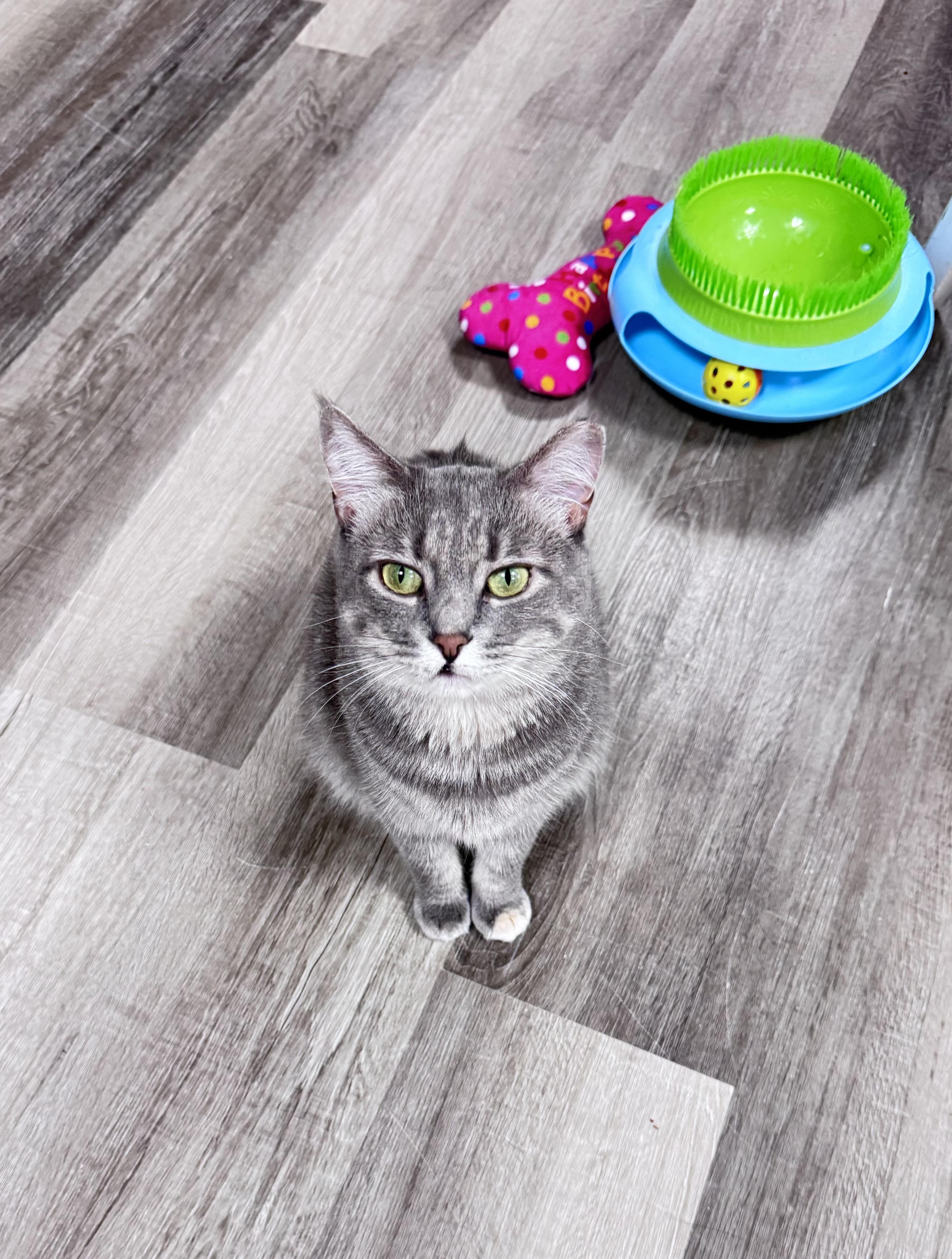 Sylvie, ADOPTABLE, Adult Female Dilute Tortoiseshell.