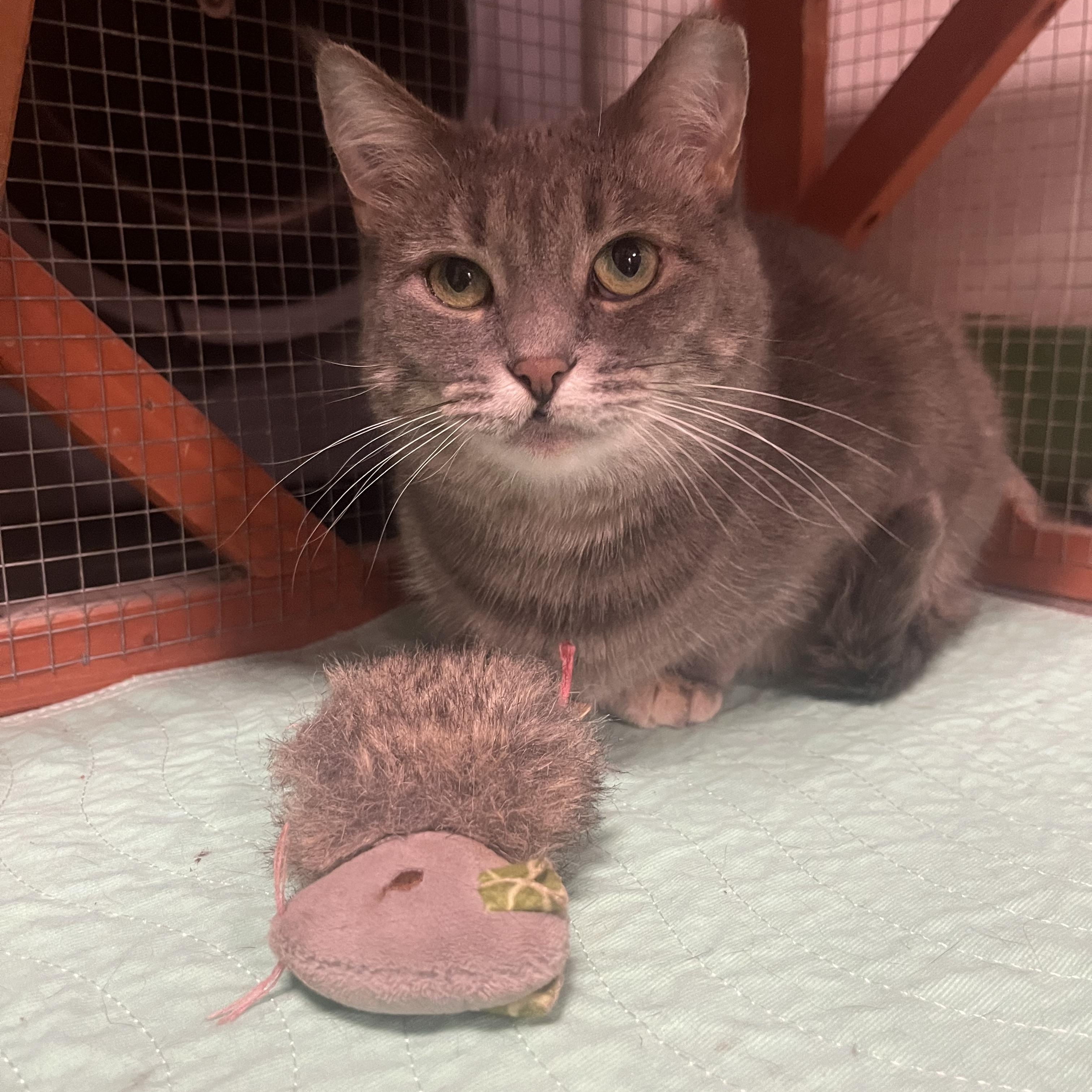 Enlarge Sylvie, a ADOPTABLE Dilute Tortoiseshell in Erie, PA image 5/6