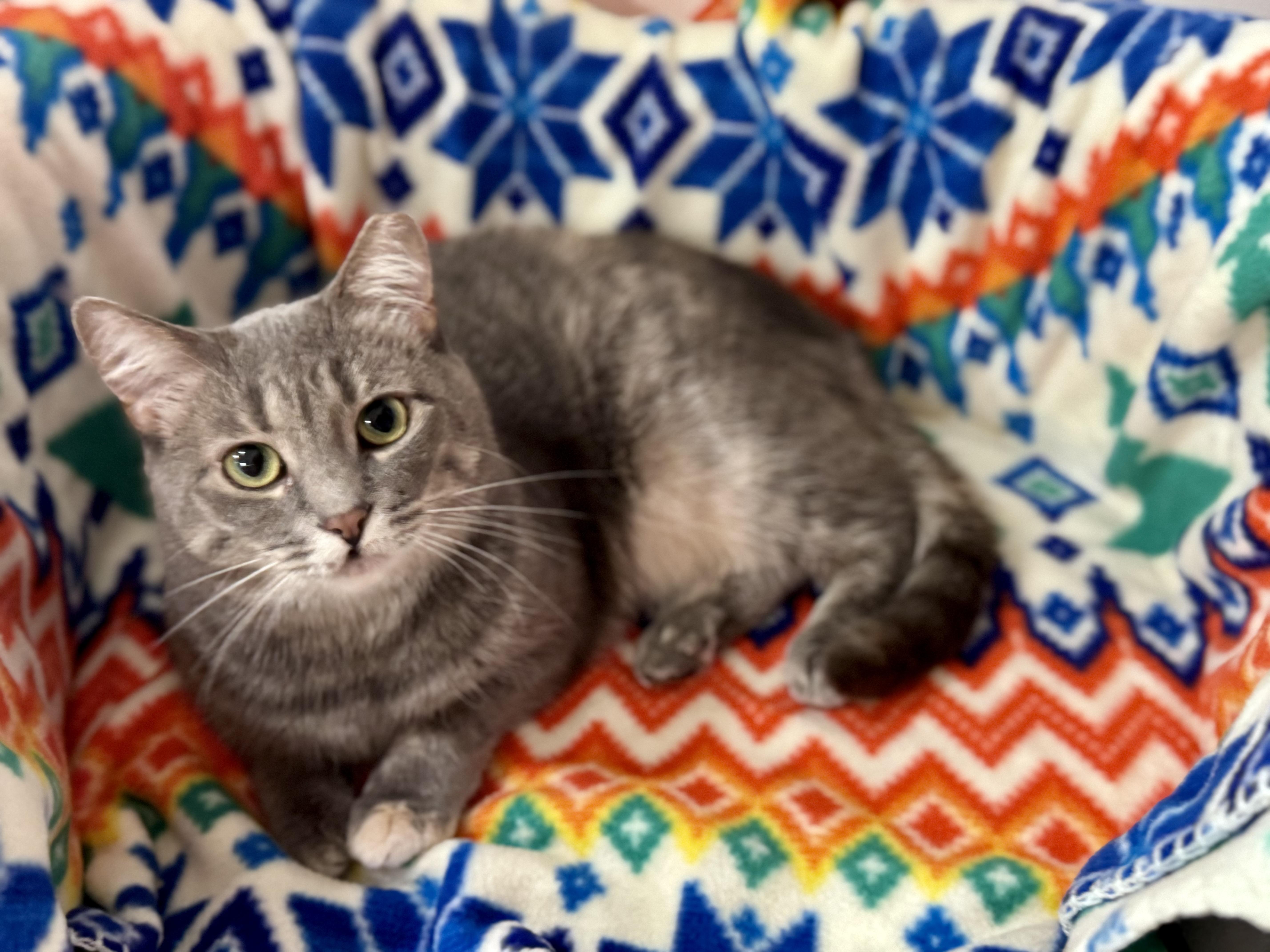 Enlarge Sylvie, a ADOPTABLE Dilute Tortoiseshell in Erie, PA image 2/4