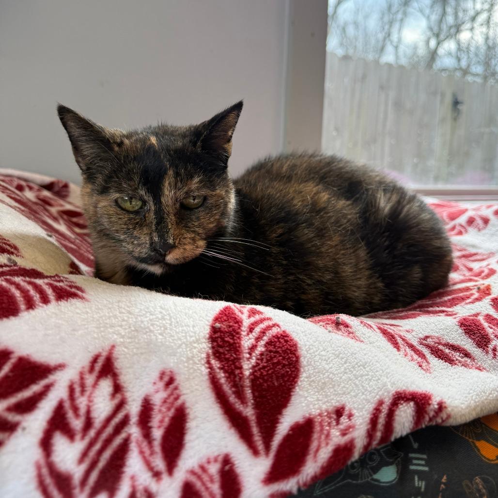 Wilma, Adoptable, Senior Female Domestic Short Hair.
