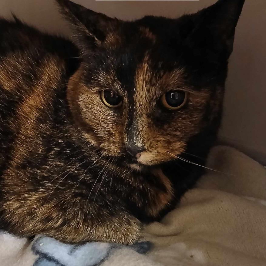 Enlarge Wilma, a Adoptable Domestic Short Hair in Richmond, IN image 2/4