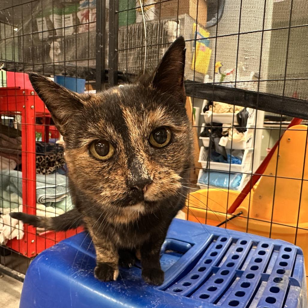 Enlarge Wilma, a Adoptable Domestic Short Hair in Richmond, IN image 3/4