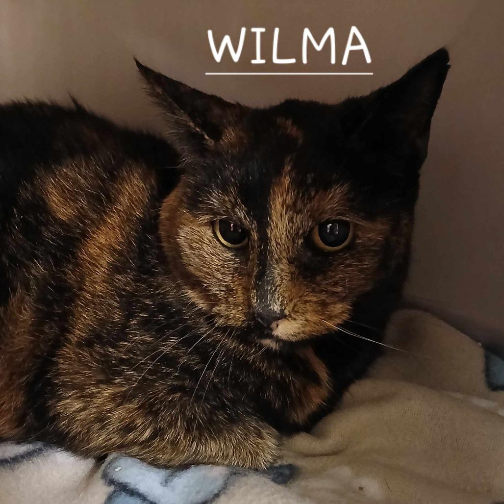 Wilma, Adoptable, Senior Female Domestic Short Hair.