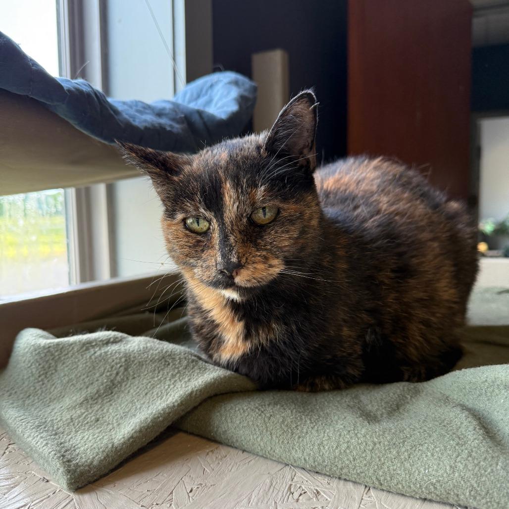Enlarge Wilma, a Adoptable Domestic Short Hair in Richmond, IN image 4/4