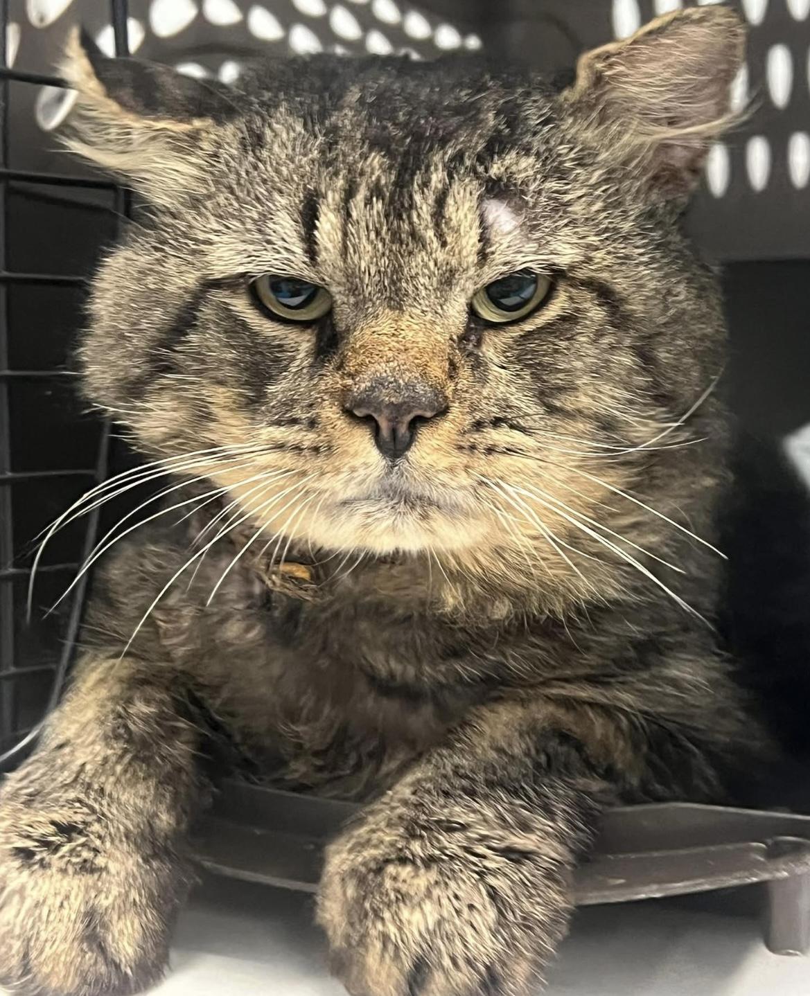 Enlarge Manny, a ADOPTABLE Domestic Long Hair in Johnston, RI image 6/6