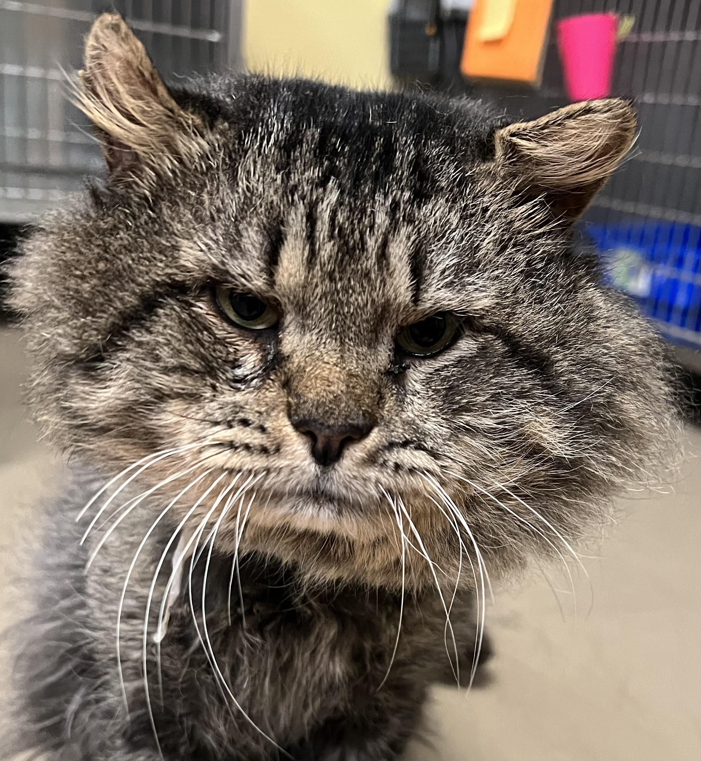 Enlarge Manny, a ADOPTABLE Domestic Long Hair in Johnston, RI image 5/6