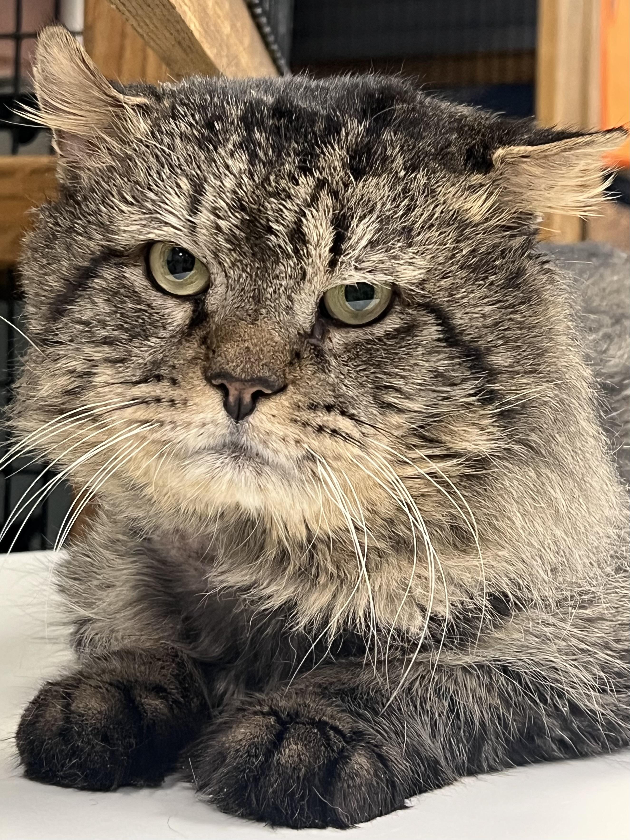 Manny, ADOPTABLE, Adult Male Domestic Long Hair.