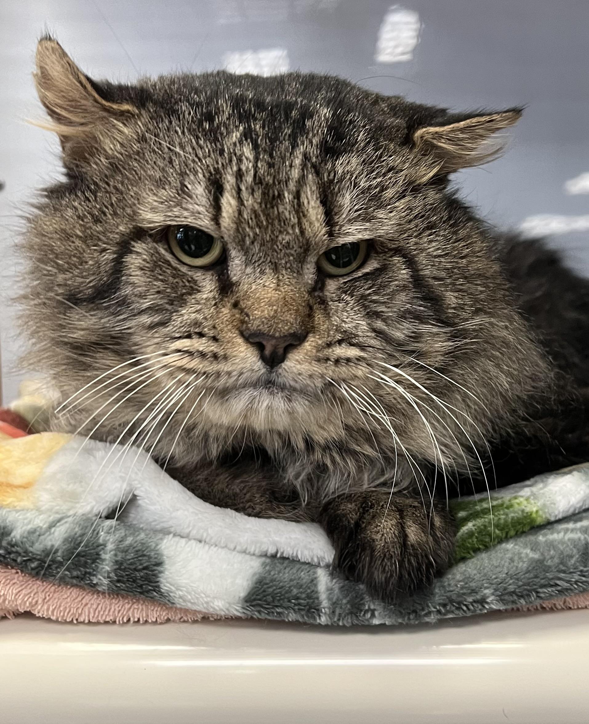 Enlarge Manny, a ADOPTABLE Domestic Long Hair in Johnston, RI image 2/6