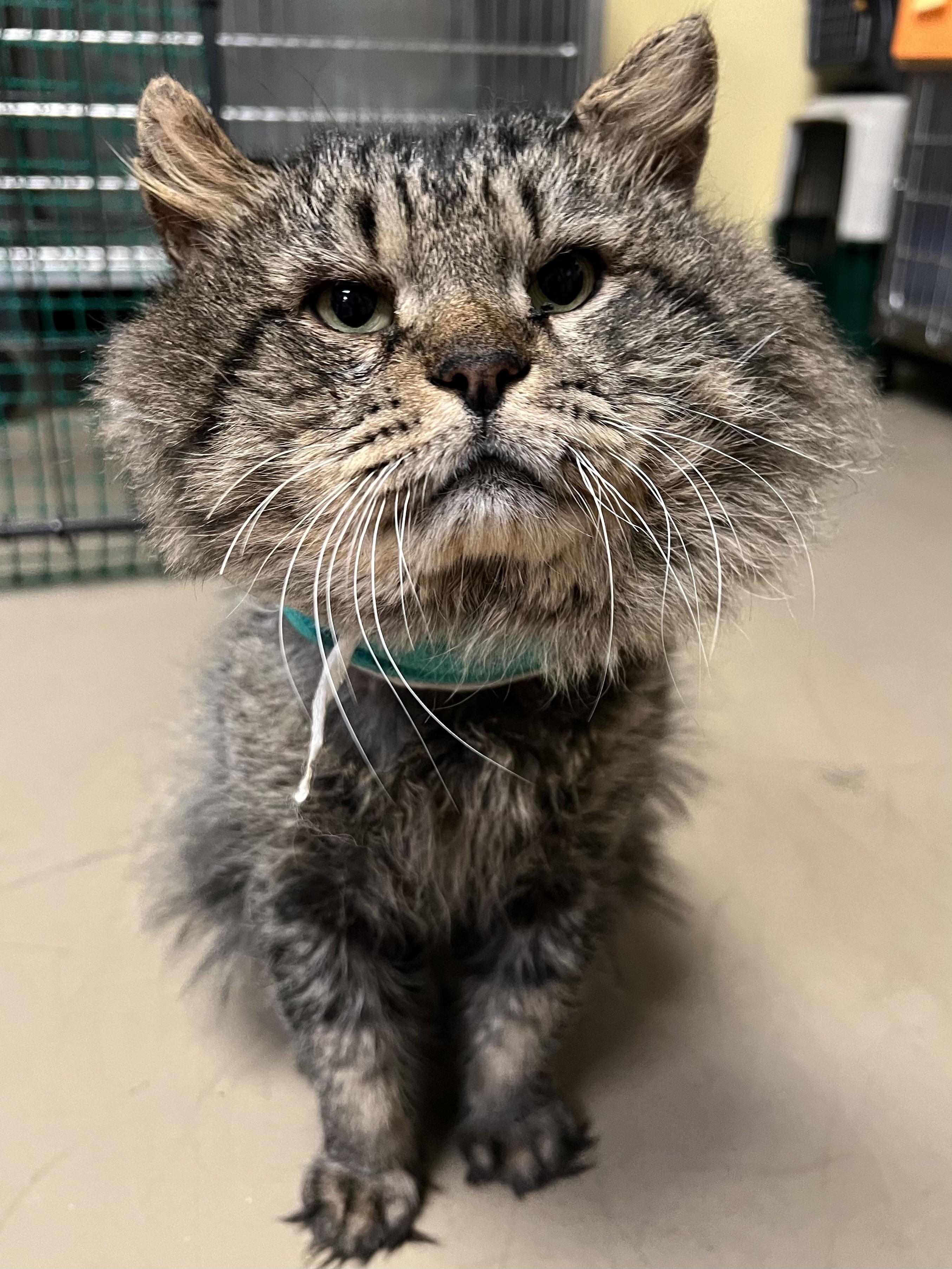 Enlarge Manny, a ADOPTABLE Domestic Long Hair in Johnston, RI image 4/6