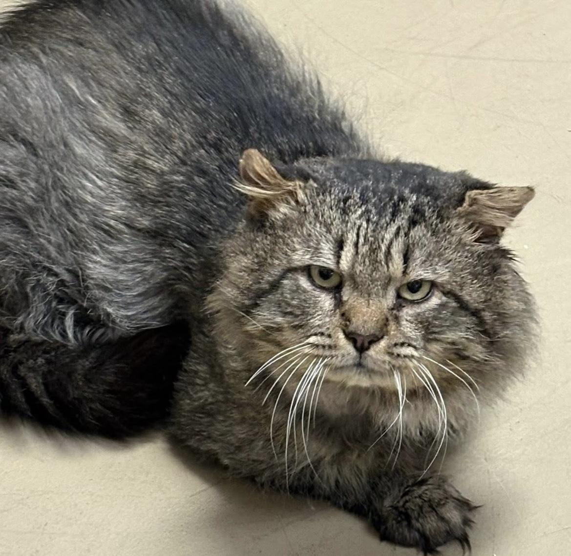 Enlarge Manny, a ADOPTABLE Domestic Long Hair in Johnston, RI image 3/6